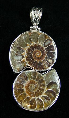 Whole Polished Ammonite Pendant #1861